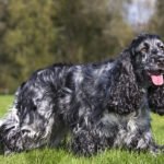 3-english-cocker-spaniel-johan-de-meester