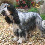 American-Cocker-Spaniel-Dog-Adult