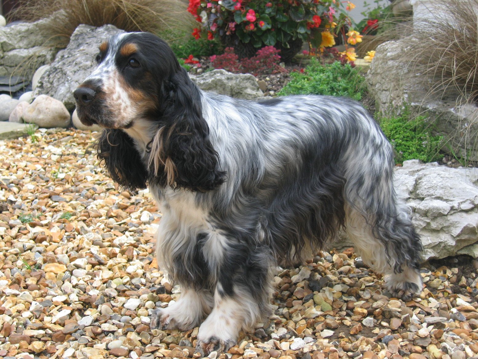 American-Cocker-Spaniel-Dog-Adult