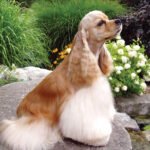 Cocker-Spaniel-American