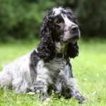 dog-930659_640