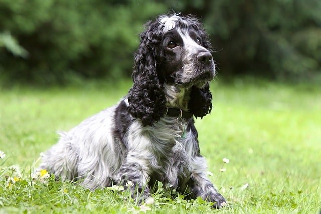 dog-930659_640