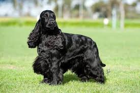 American Cavaliers