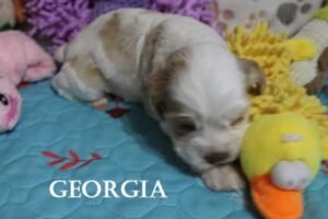 Georgia
